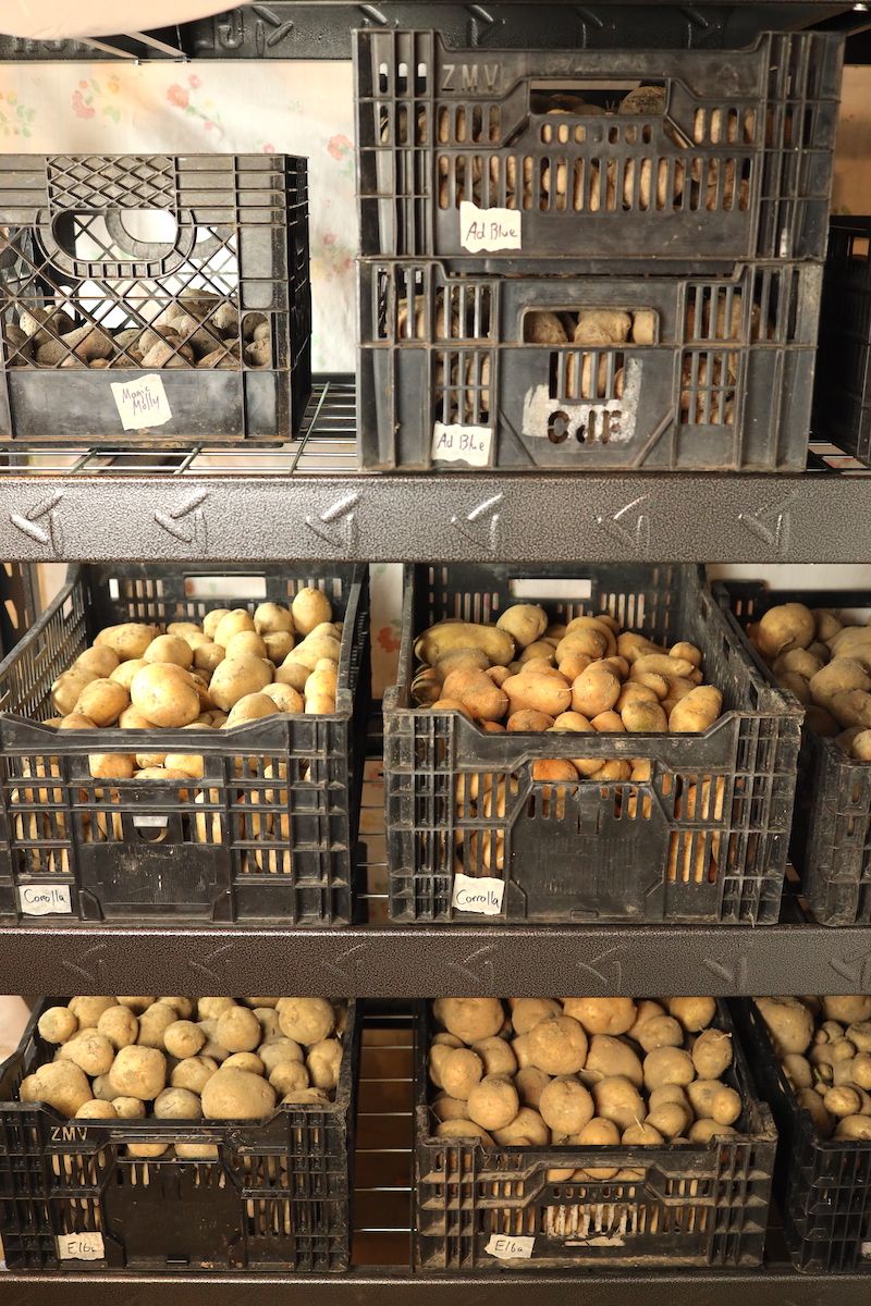 How To Store Potatoes From The Garden Long Term