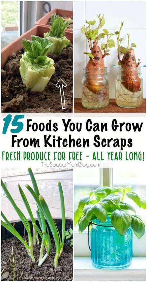 15 Foods You Can Regrow From Kitchen Scraps for Fresh Produce All Year