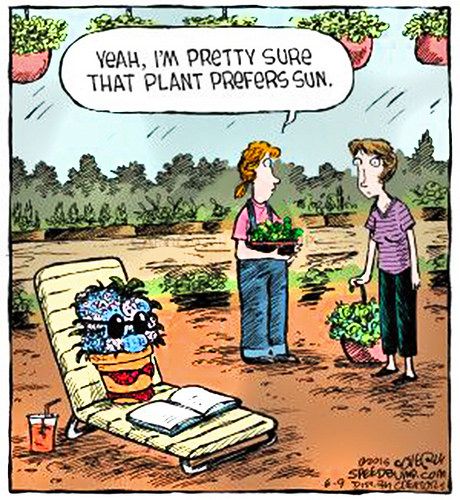 Sunny Wednesday Humor