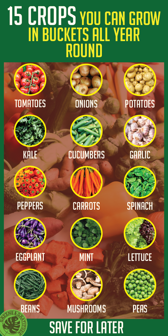 15 Easy Crops You Can Grow in Buckets Year-Round