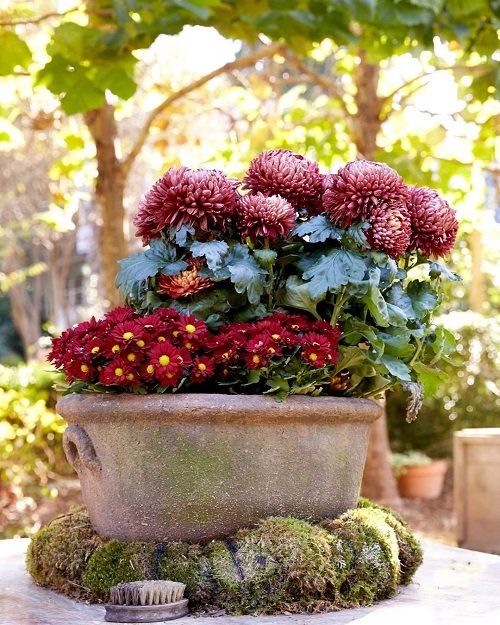 15 Flowers that Repel Mosquitoes (Proven by Science)
