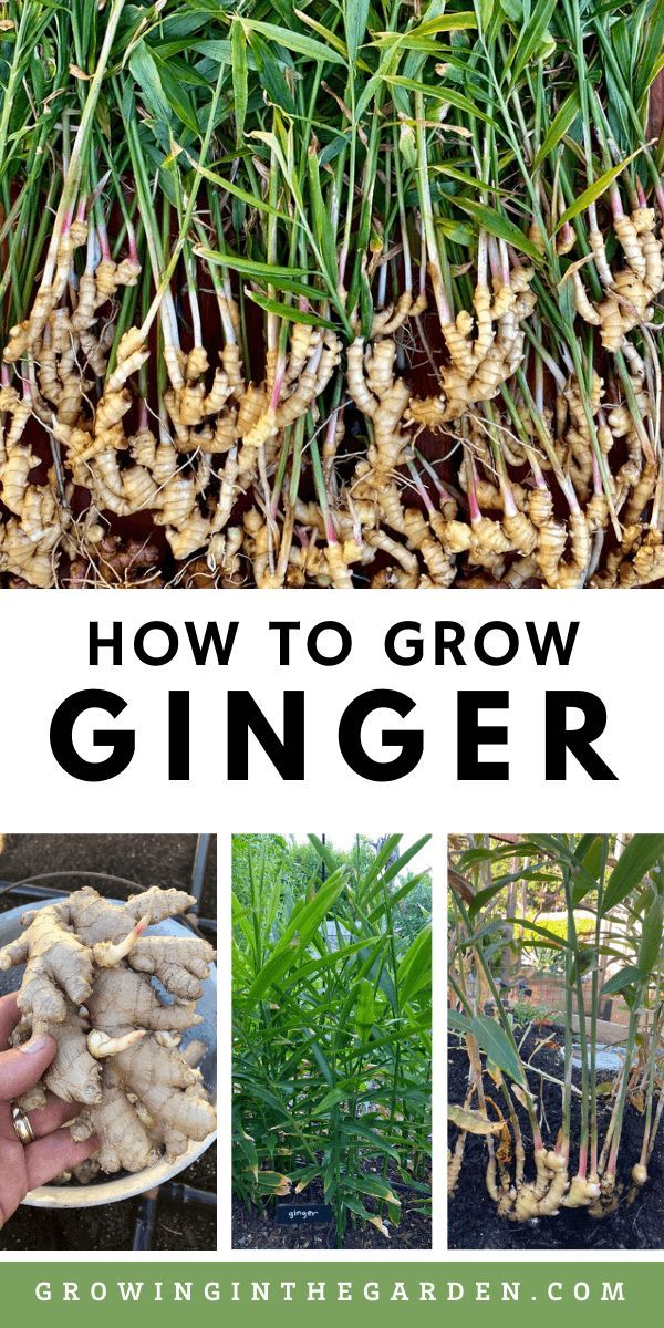 How to Grow Ginger: 8 Tips for Growing Ginger | Growing In The Garden