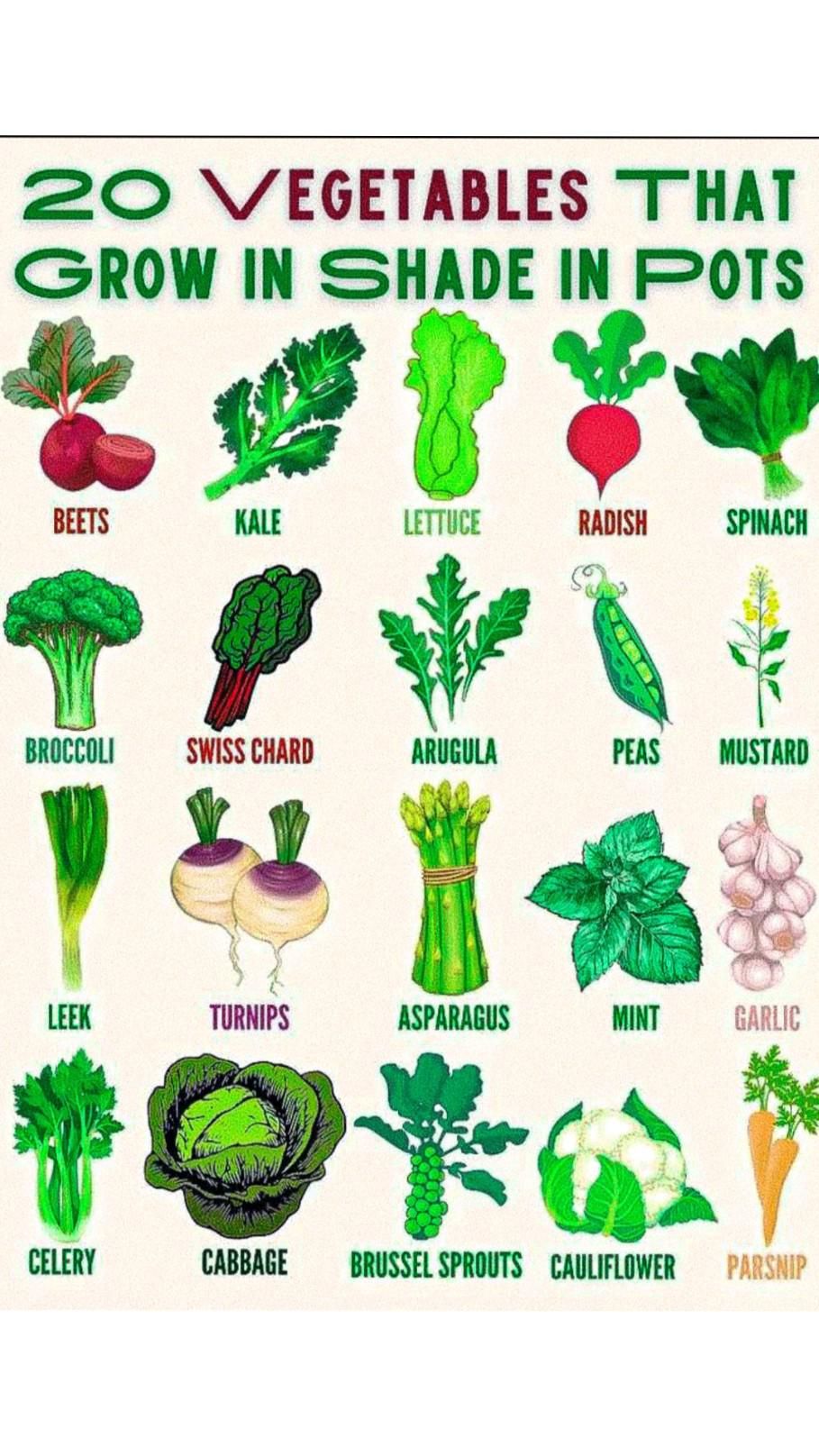 20 VEGETABLES THAT GROW IN SHADE IN POTS