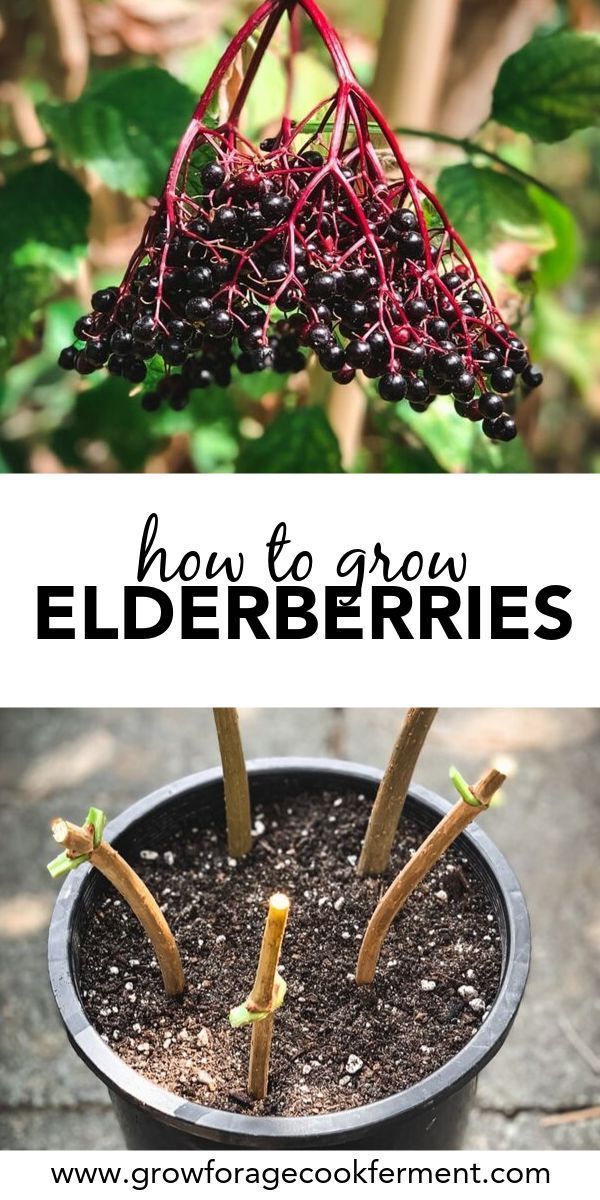 How to Grow Elderberries in Your Backyard