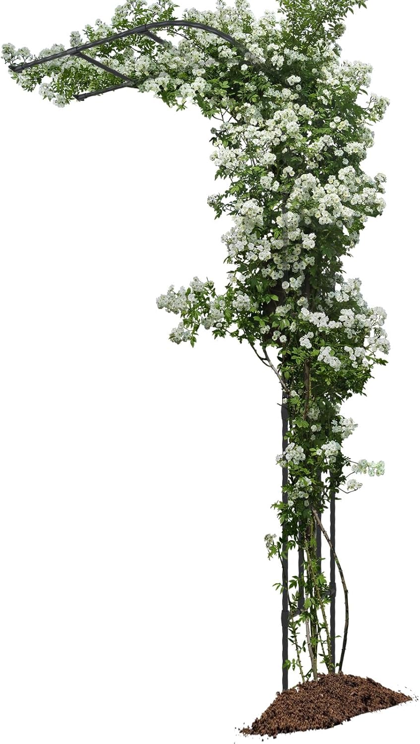 🪴 Today’s Garden Deals Find: Half Sided Arch