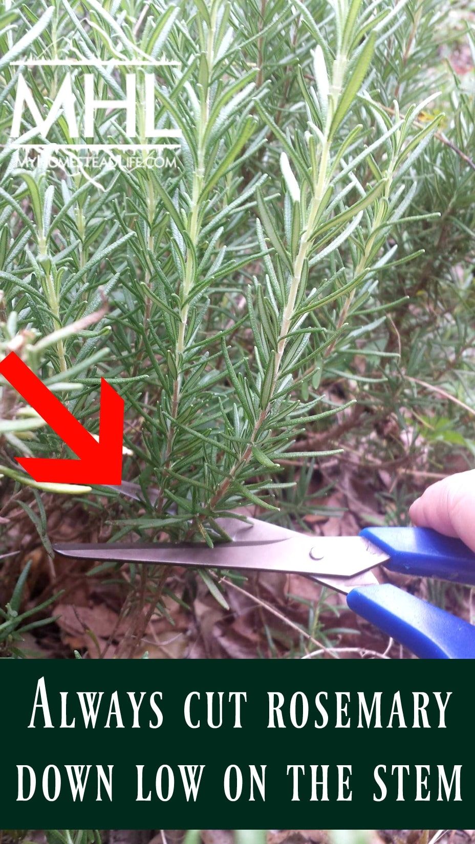 Rosemary: How to Grow, Cook & Use