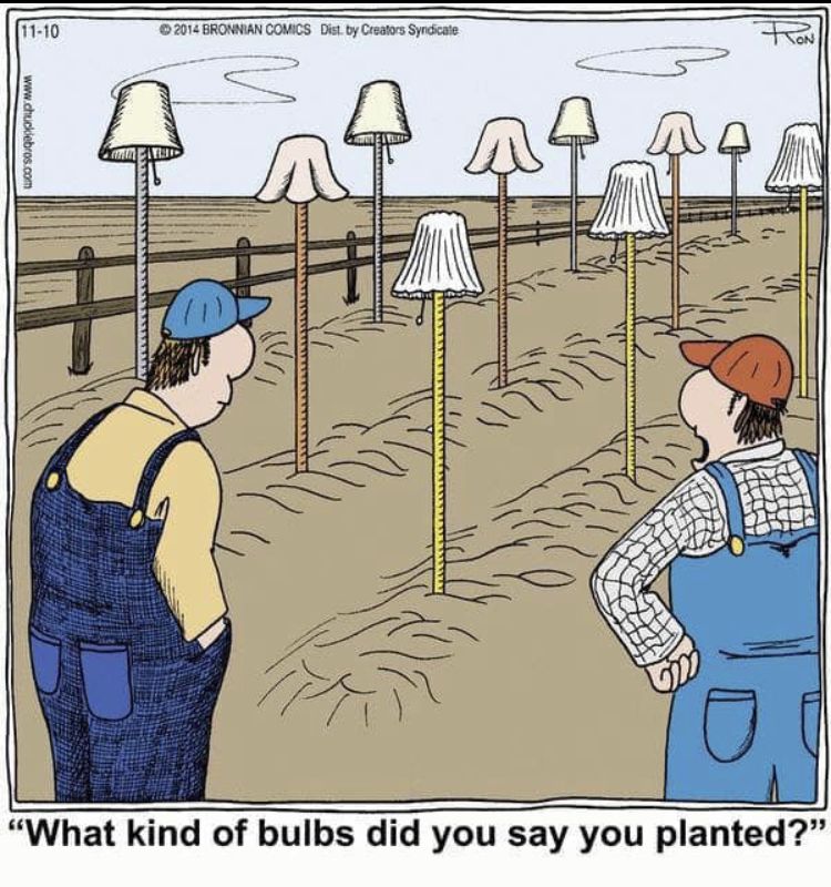 What kind of bulbs did you say you planted?